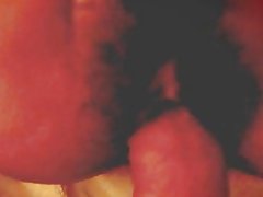 台湾姫タイトな毛むくじゃらの猫